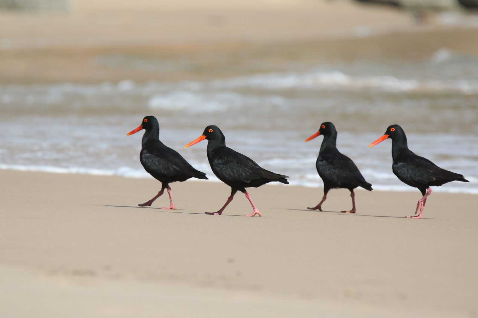 birding africa tours